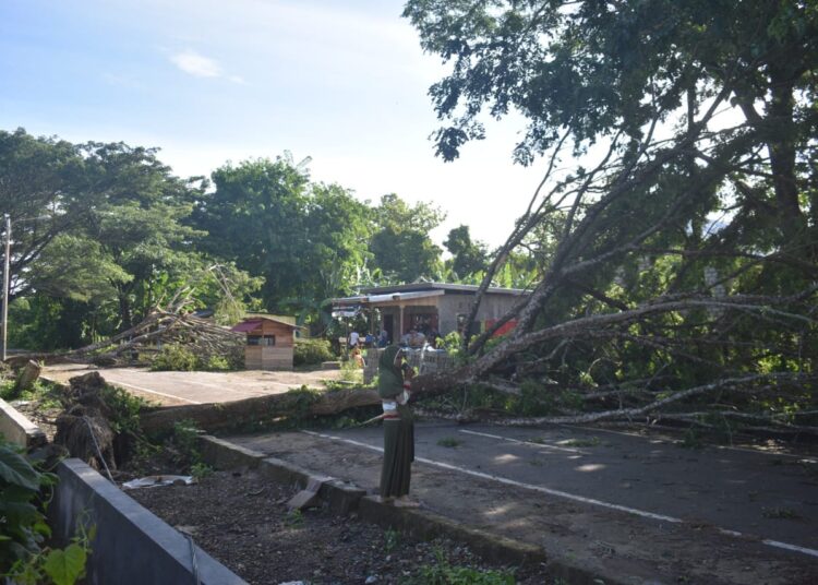 tiga pohon tutup akses jalan di kawasan Pantai Gumumae SBT, Kamis (25/2/2021) Foto : Sofyan Kastella