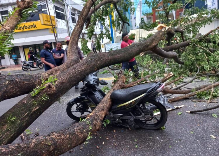Sebuah pohon tampak tumbang dan menimpa motor warga di Jalan Diponegoro, Kecamatan Sirimau, Kota Ambon, Rabu (22/12/2021). (Foto: Humas Polresta Ambon)