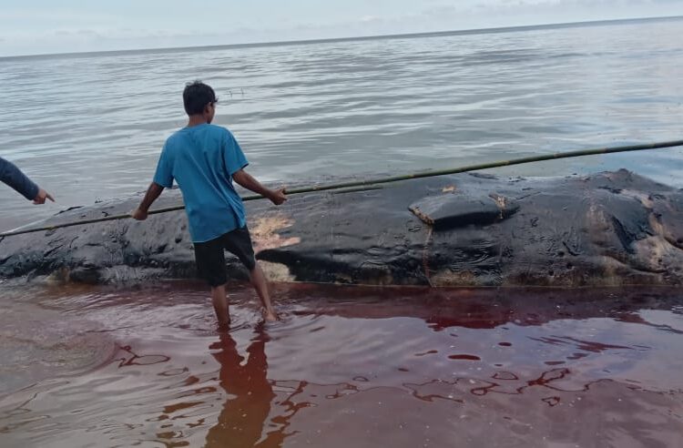 Bangkai paus sperma ditemukan terdampar di pesisir pantai Bula, Kabupaten Seram Bagian Timur, Rabu (2/3/2022). (Foto: Humas PSDKP Ambon)