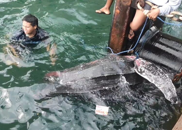 Penyu belimbing yang ditemukan mati di bawah dermaga Pelabuhan Yos Sudarso Ambon, Jumat (18/3/2022). (Foto: Humas PSDKP Ambon)