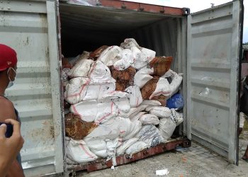 Diduga Kontainer Berisi B3 Tenggelam, Banyak Ikan Mati di Namlea, Polisi: Tunggu Hasil Uji Lab