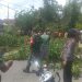 Pohon tumbang