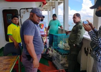 Puluhan Ekor Burung Kakatua Diselundupkan di Atas Kapal Tol Laut di Dobo