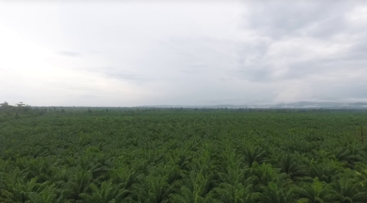 Dataran Lokasi kelapa sawit Kecamatan Seram Utara Kobi Kabupaten Maluku Tengah. FOTO : ISTIMEWA