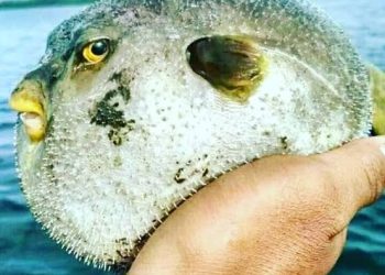 Diduga Keracunan Ikan Buntal, Ibu dan Dua Anaknya di Saparua Meninggal Dunia