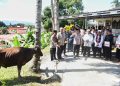 Jelang Idul Adha, Kapolda Serahkan Hewan Qurban kepada Masyarakat di Ambon