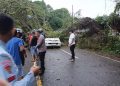 Pengemudi Avanza Meninggal Tertimpa Pohon di Ambon