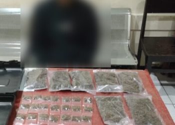 Satu Pengedar Narkoba Dibekuk Polisi Amankan 28 Paket Ganja