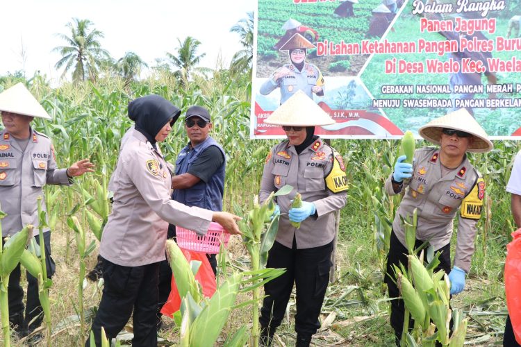 Panen Jagung 2 Hektar di Desa Wailo, Ini Kata Kapolres Buru