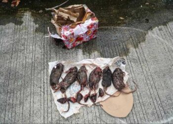 Setelah Kepala Babi tanpa Telinga, Tempo Kembali Diteror Bangkai Tikus yang Dipenggal