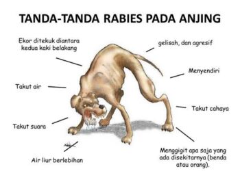 Enam Warga Meninggal Digigit Anjing Rabies, Ini Himbauan Pemkot Ambon