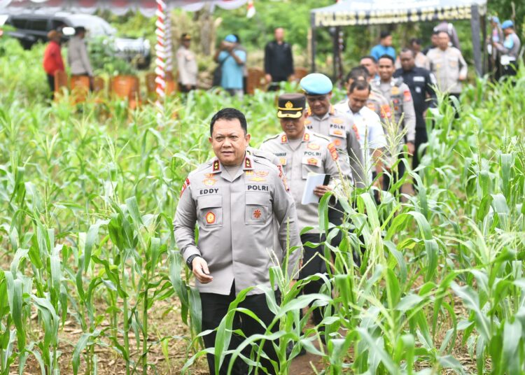 Jelang Panen Raya Kapolda Maluku Tinjau Perkebunan Jagung di Talaga Kodok
