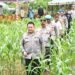 Jelang Panen Raya Kapolda Maluku Tinjau Perkebunan Jagung di Talaga Kodok