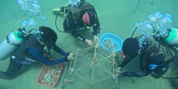 Restorasi Terumbu Karang, Pertamina Dukung Konservasi Bawa Laut Ambon