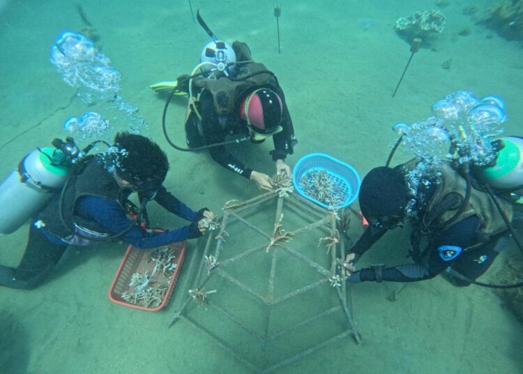Restorasi Terumbu Karang, Pertamina Dukung Konservasi Bawa Laut Ambon